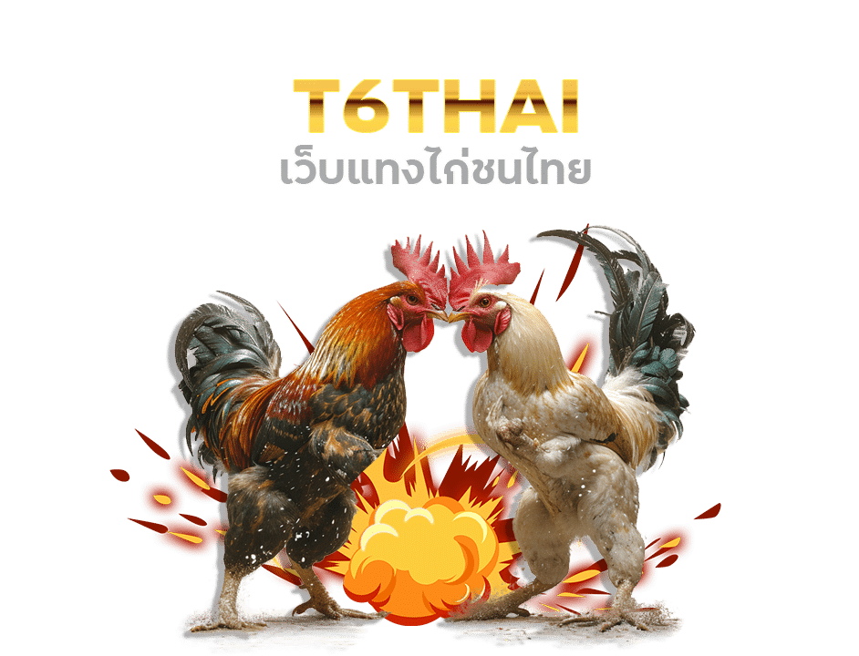 T6THAI เว็บ แทง ไก่ชน ไทย